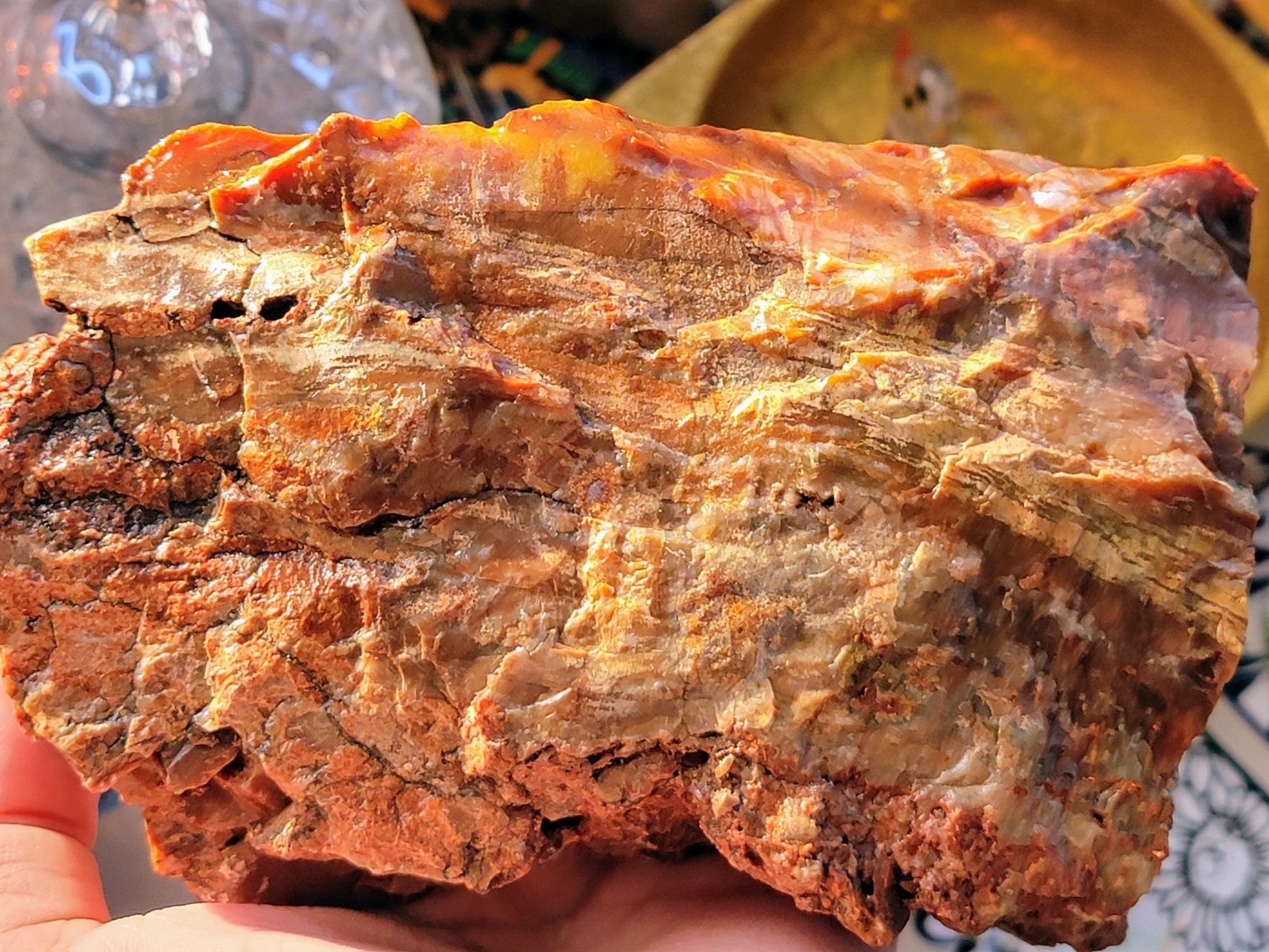 Raw Petrified Wood - Smash's Stashes