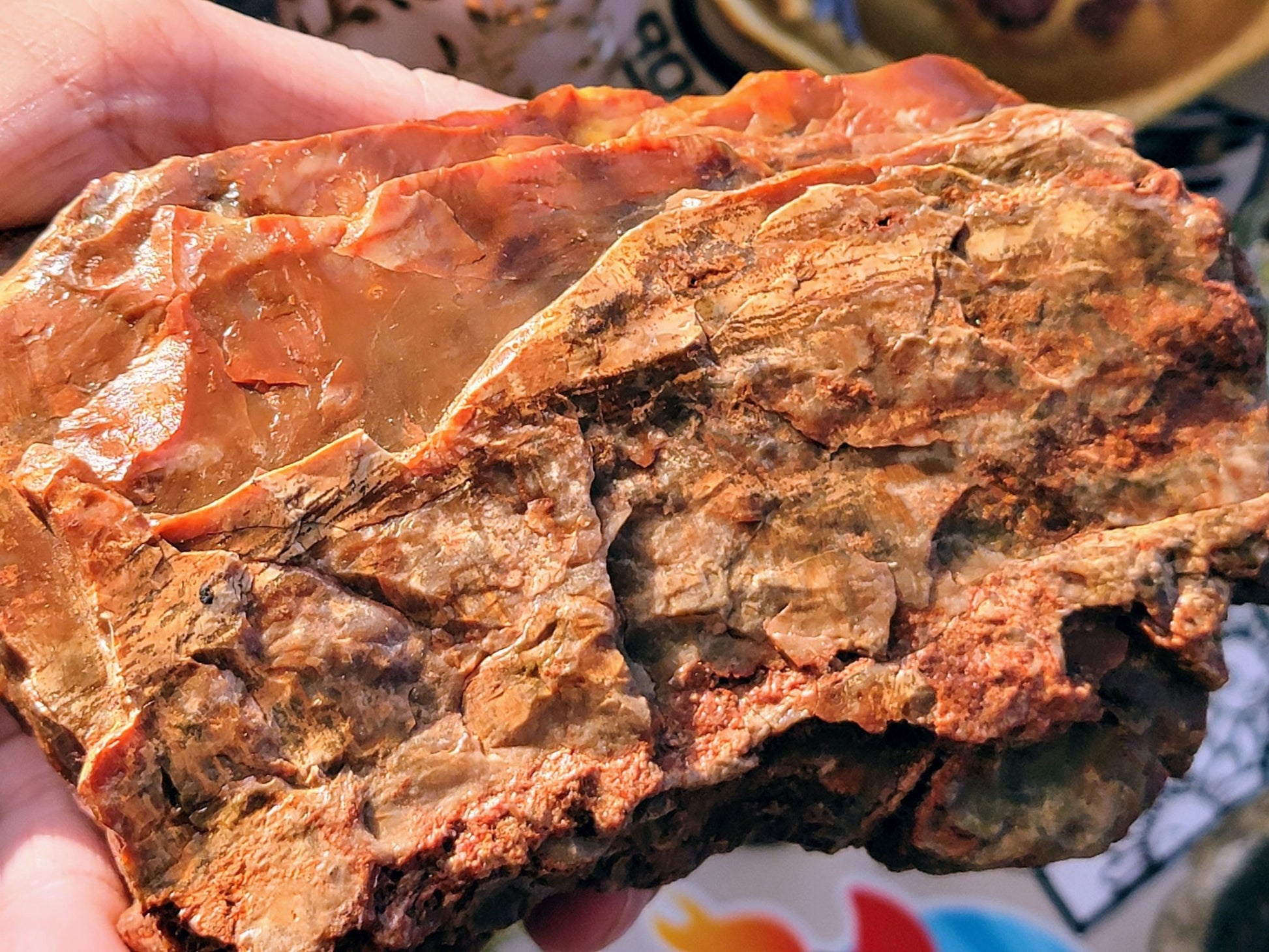 Raw Petrified Wood - Smash's Stashes