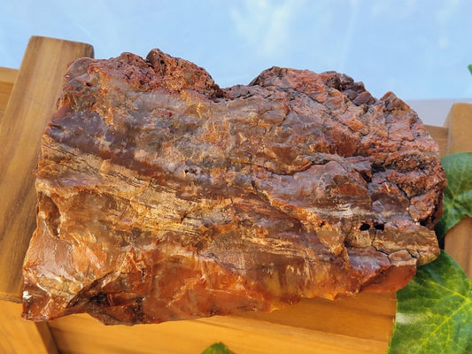 Raw Petrified Wood - Smash's Stashes