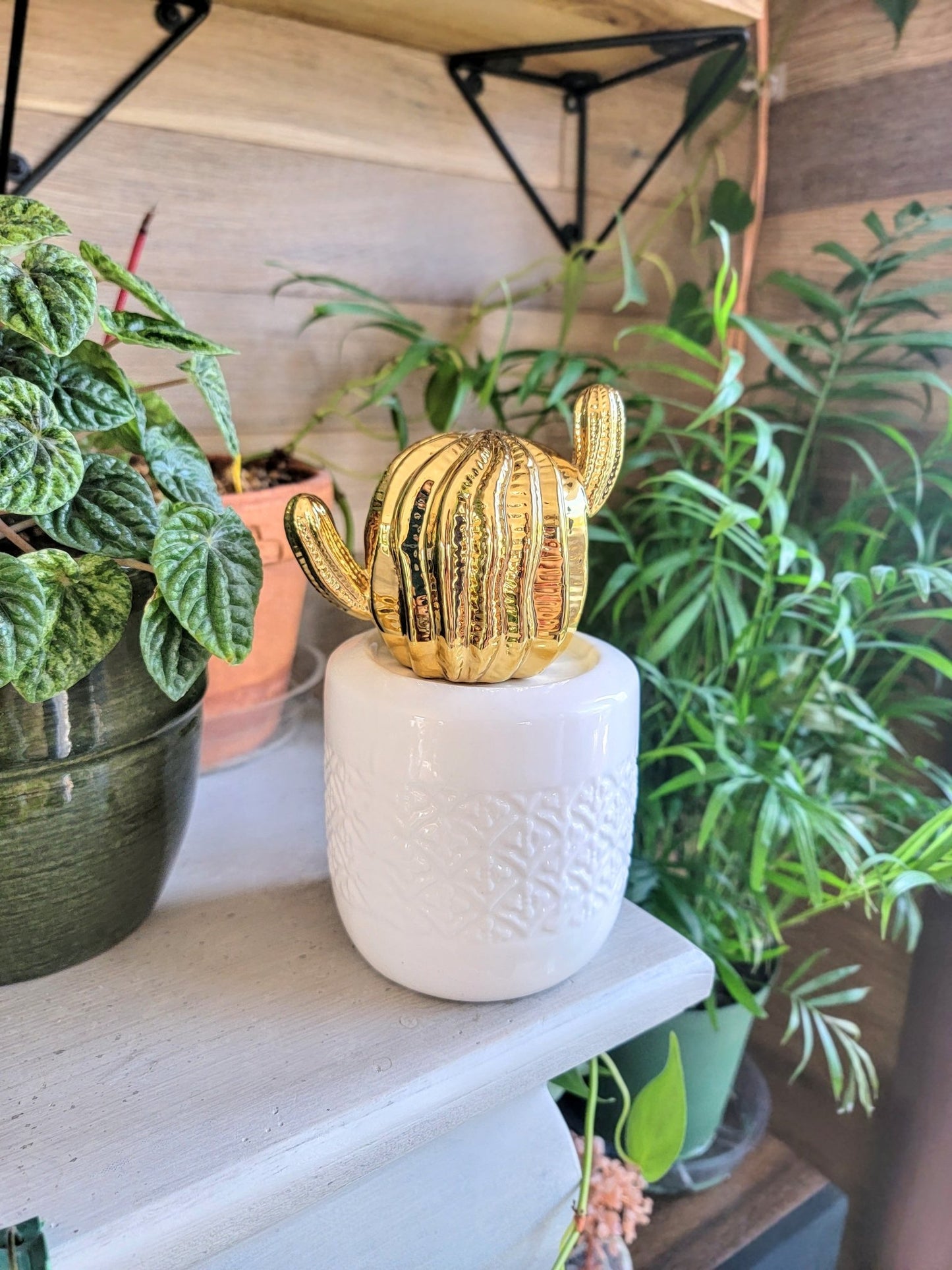 The Golden Cactus - Smash's Stashes