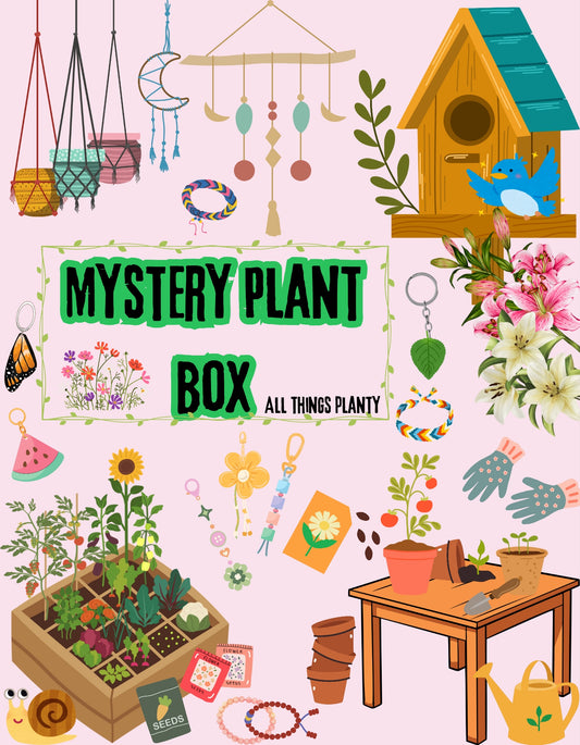 Monthly Mystery Boxes